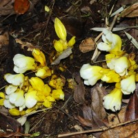 Christisonia thwaitesii Trimen